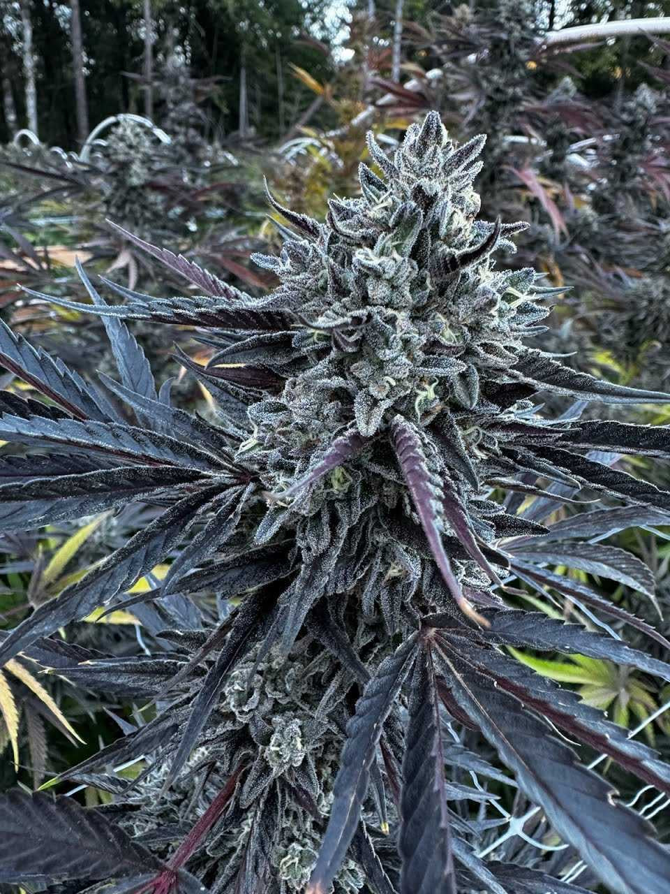 Oreoz Blizzard Clone