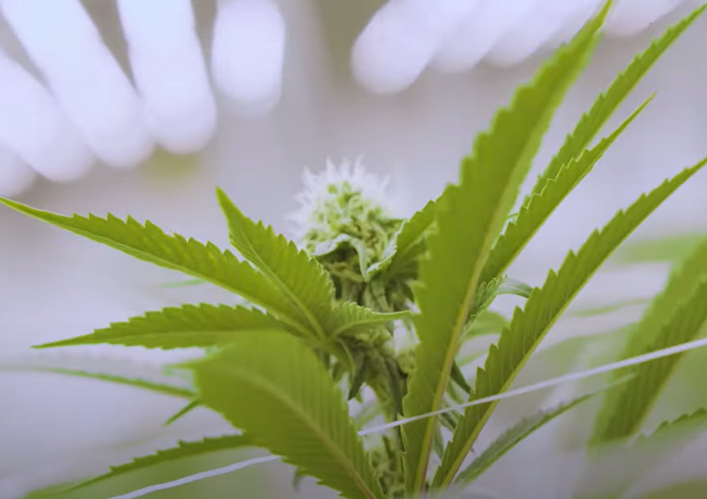 The Art of Cannabis Breeding and Phenohunting