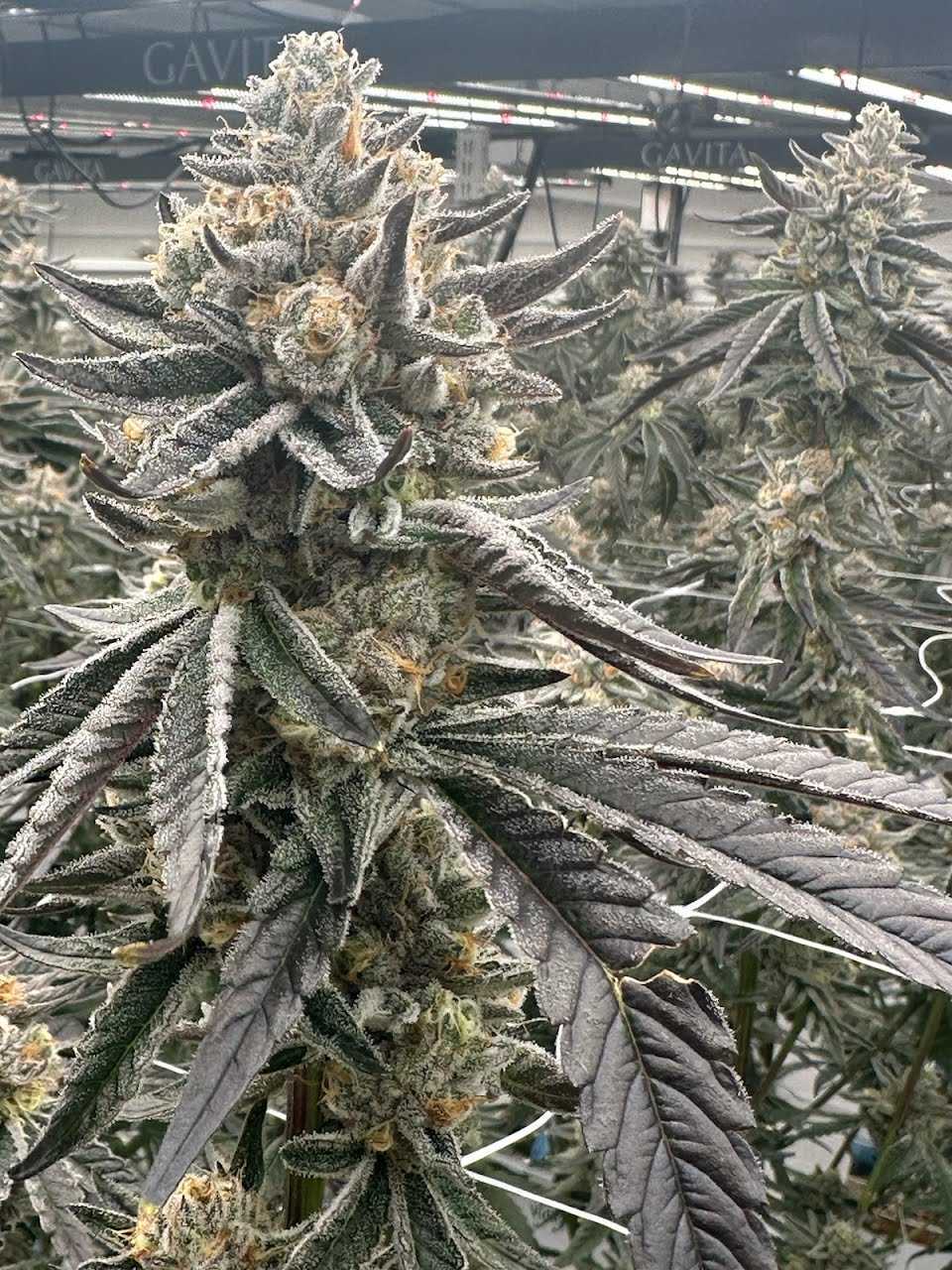 Tree Flip Clones (Original Lemon Tree x Wedding Cake) – PHENOHUNT