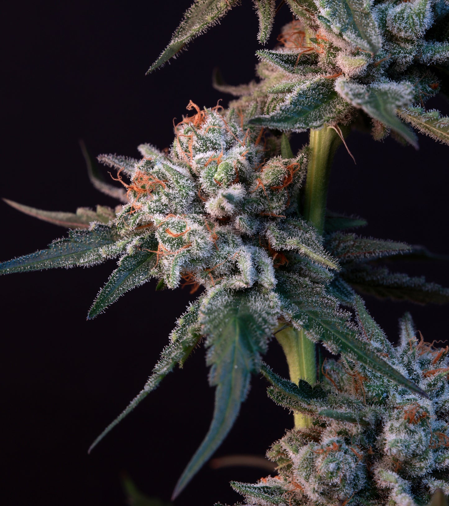 Banana Ice Pop Cannabis Clones