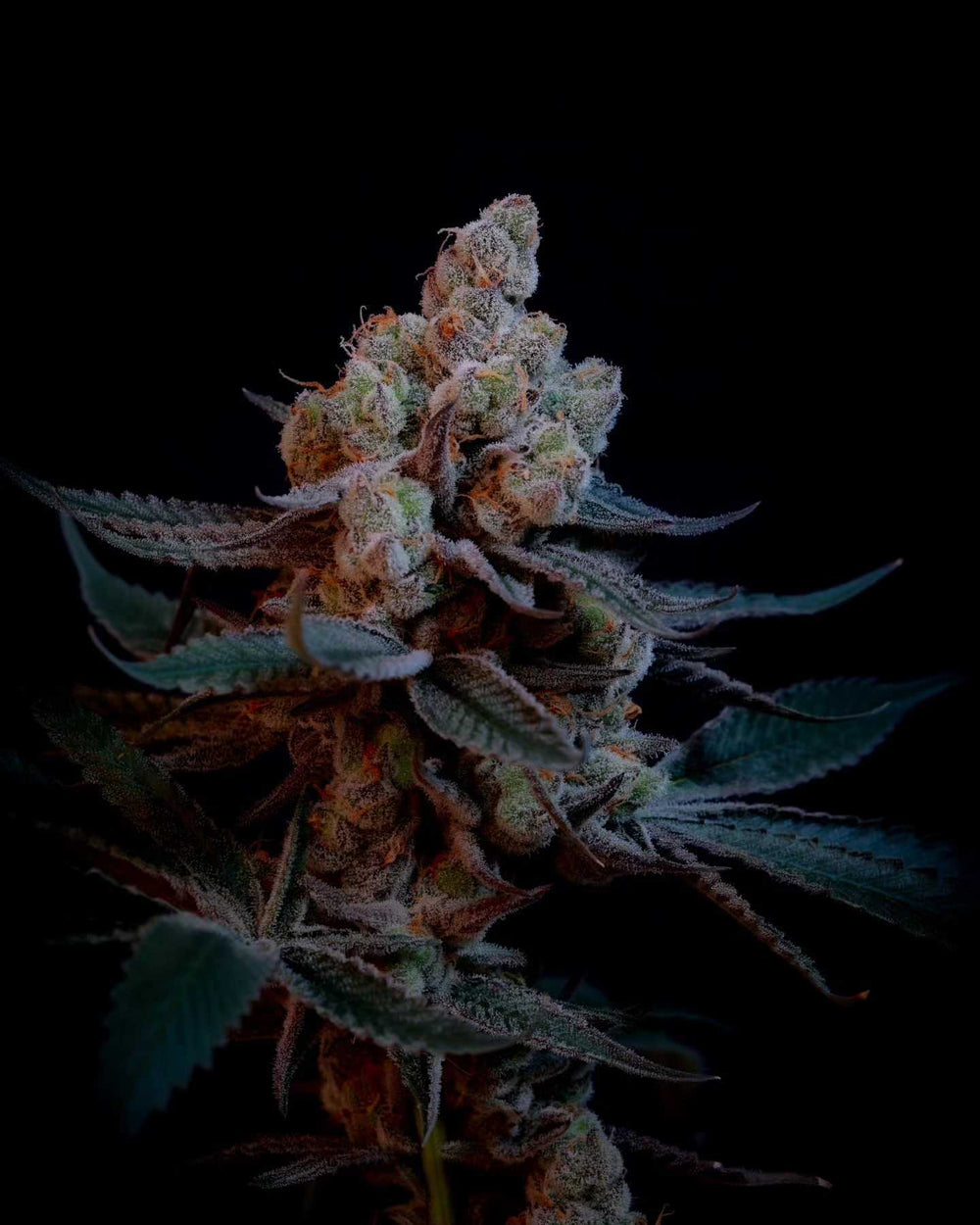 Cakemera 12 Cannabis Clones