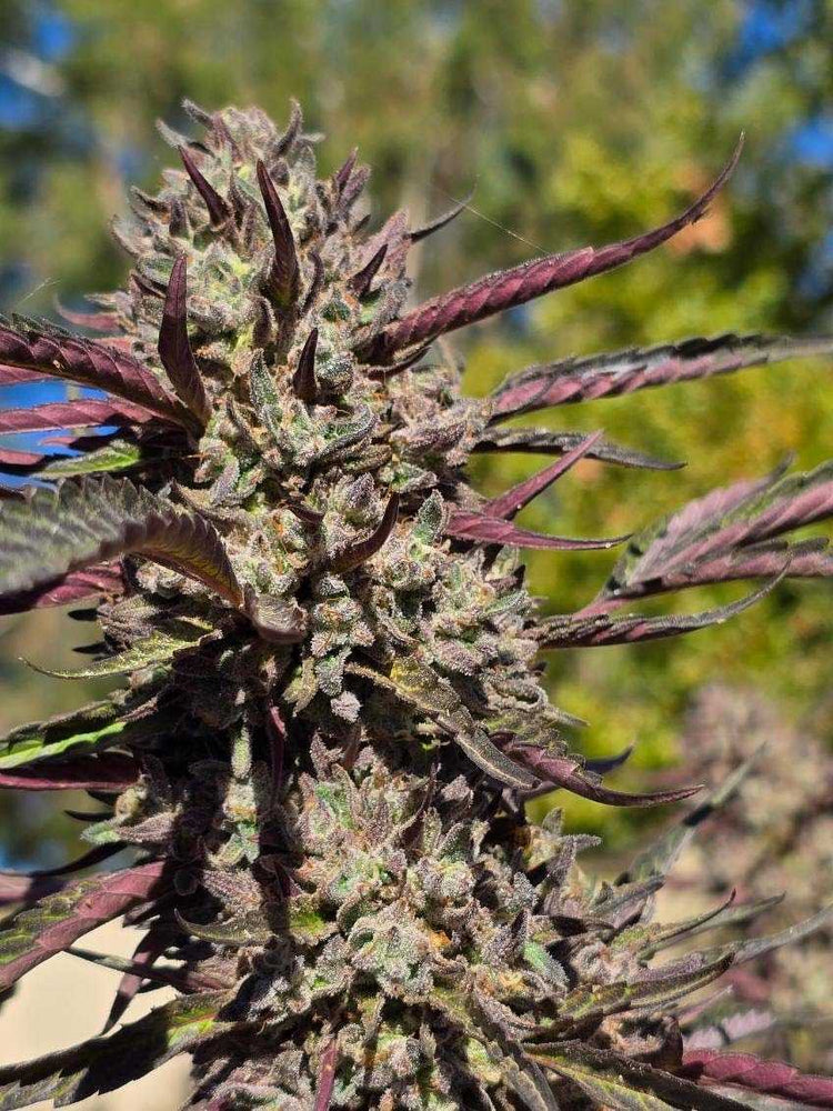 
                  
                    Oreoz Blizzard Cannabis Strain Tiki Madman
                  
                