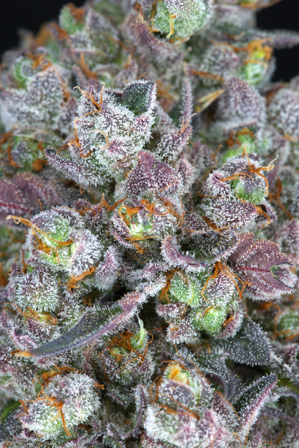 Oreoz Blizzard Clone - Tiki Madman Genetics – PHENOHUNT