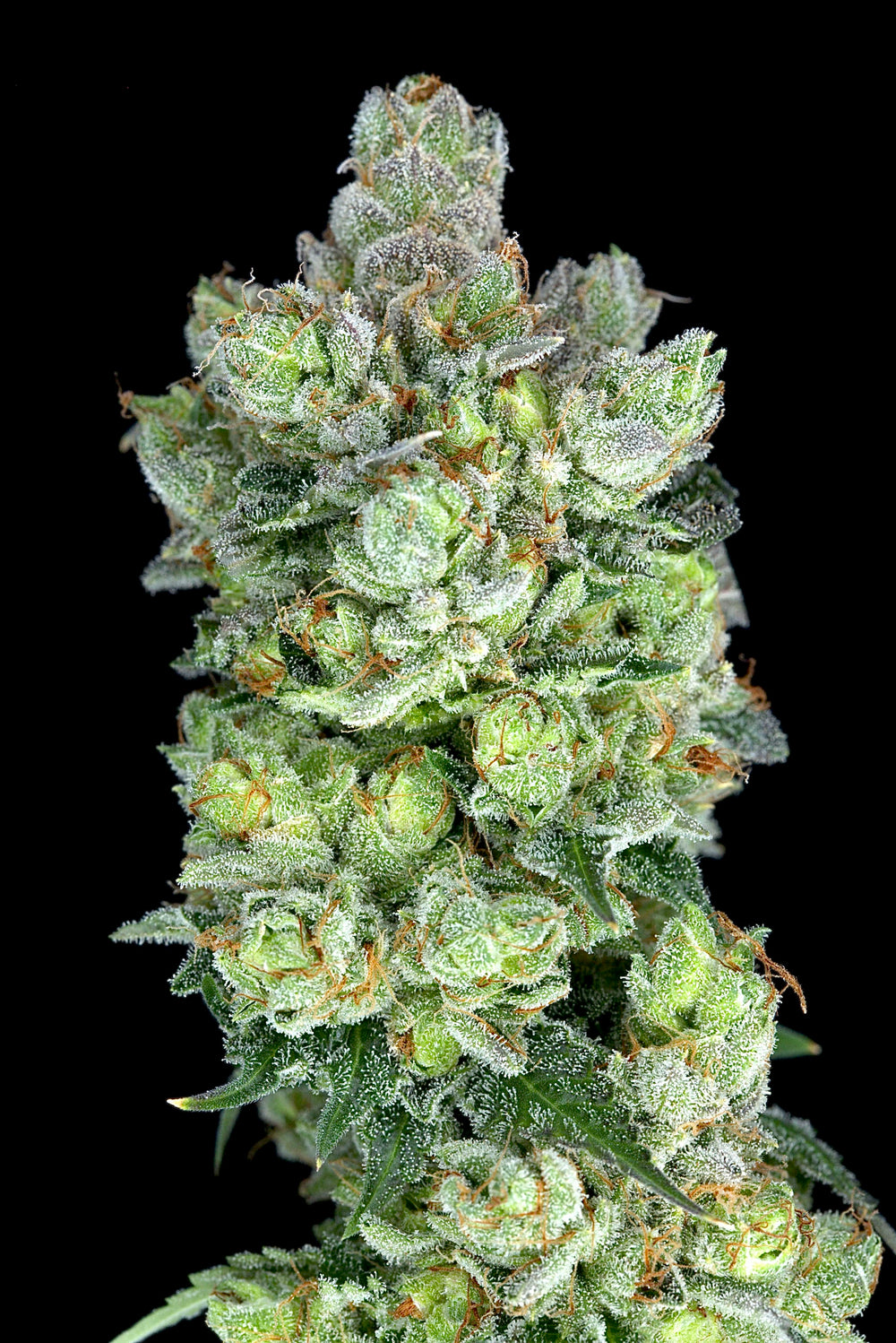 Ogre OG Strain