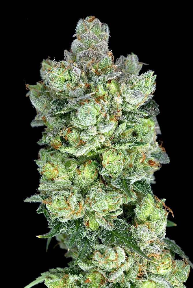 Ogre OG Strain
