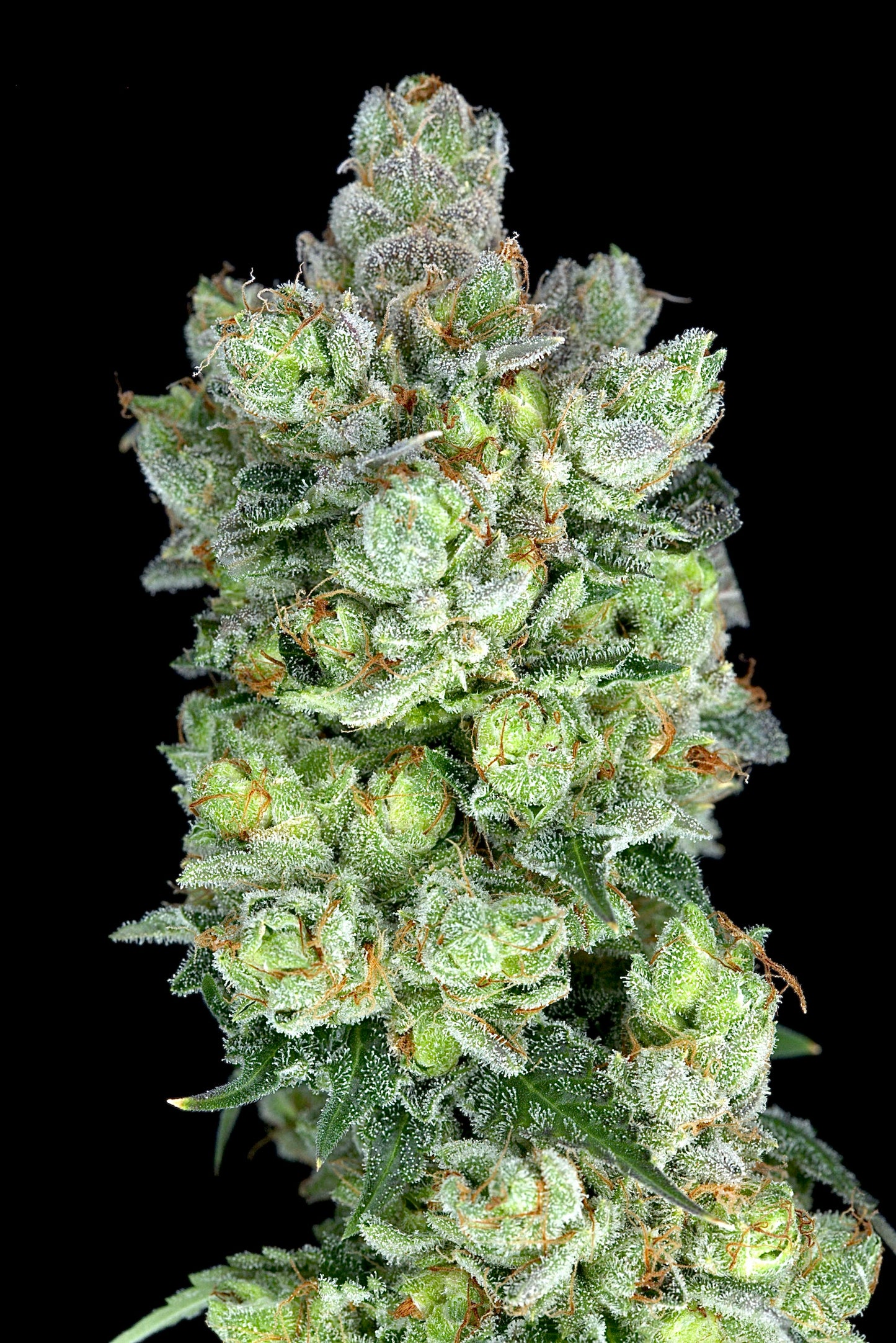Ogre OG Strain