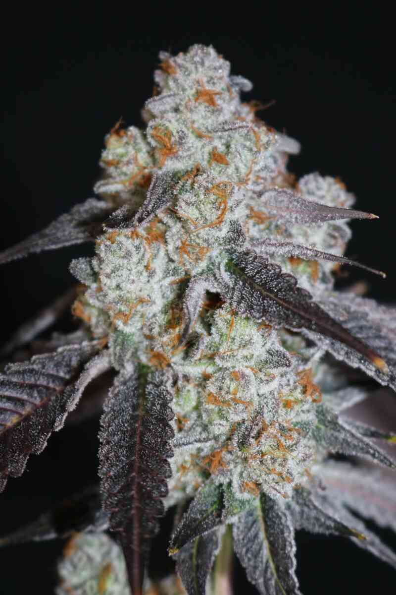This is a cross of my Winterberry x Cajun Moon. I think this cross came out exceptionally well and has a lot to offer growers who are looking for yield, terps, bag appeal and a fast finishing time. 