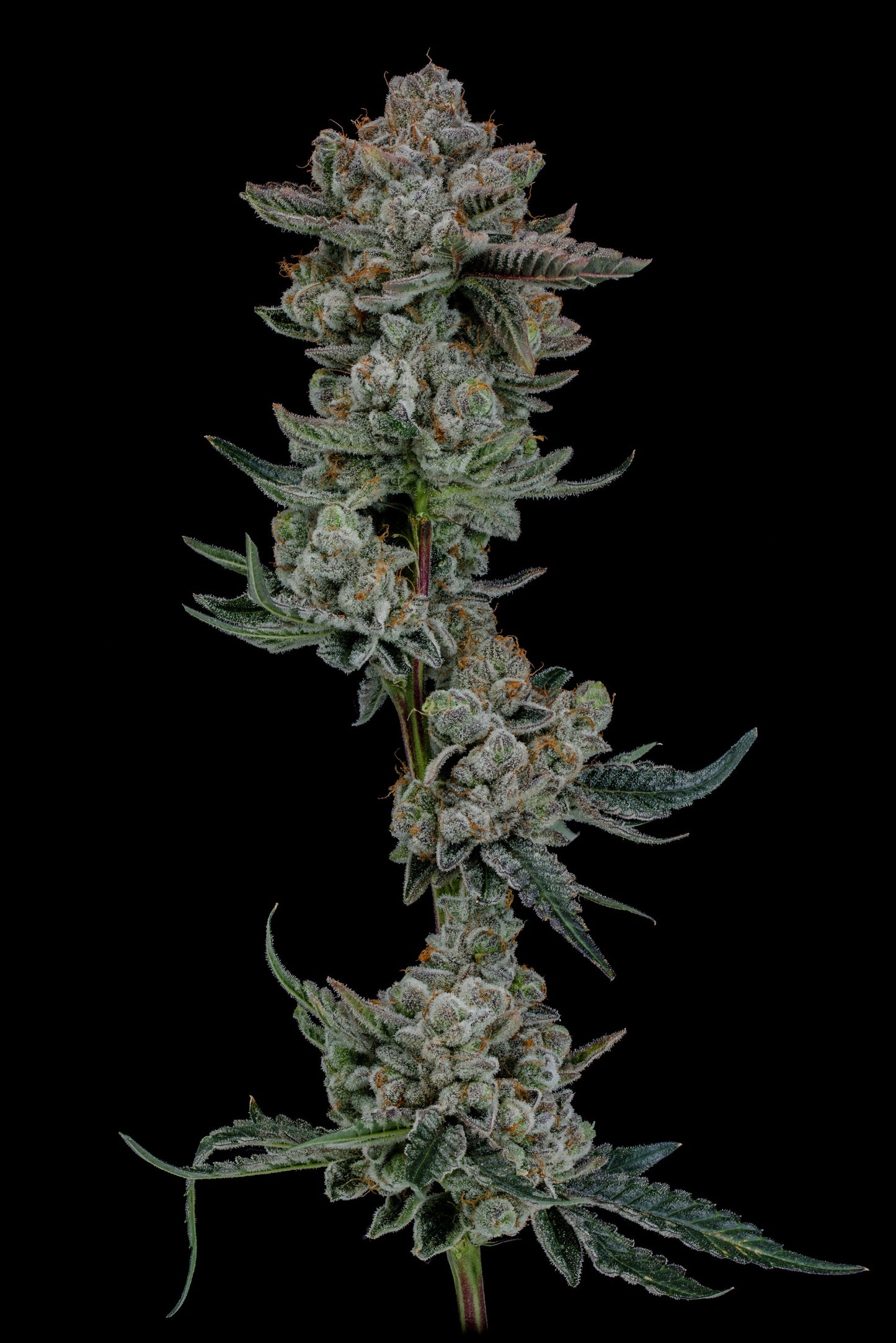 Pucker Up (Lemon Tree x Cap Junky)