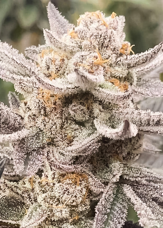 Truffle Queen Clones