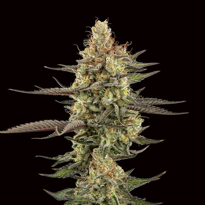 Clones of the Beach Grapes strain is an evenly balanced hybrid created by crossing Wedding Crasher x Grape Pie x Beach Wedding. 
