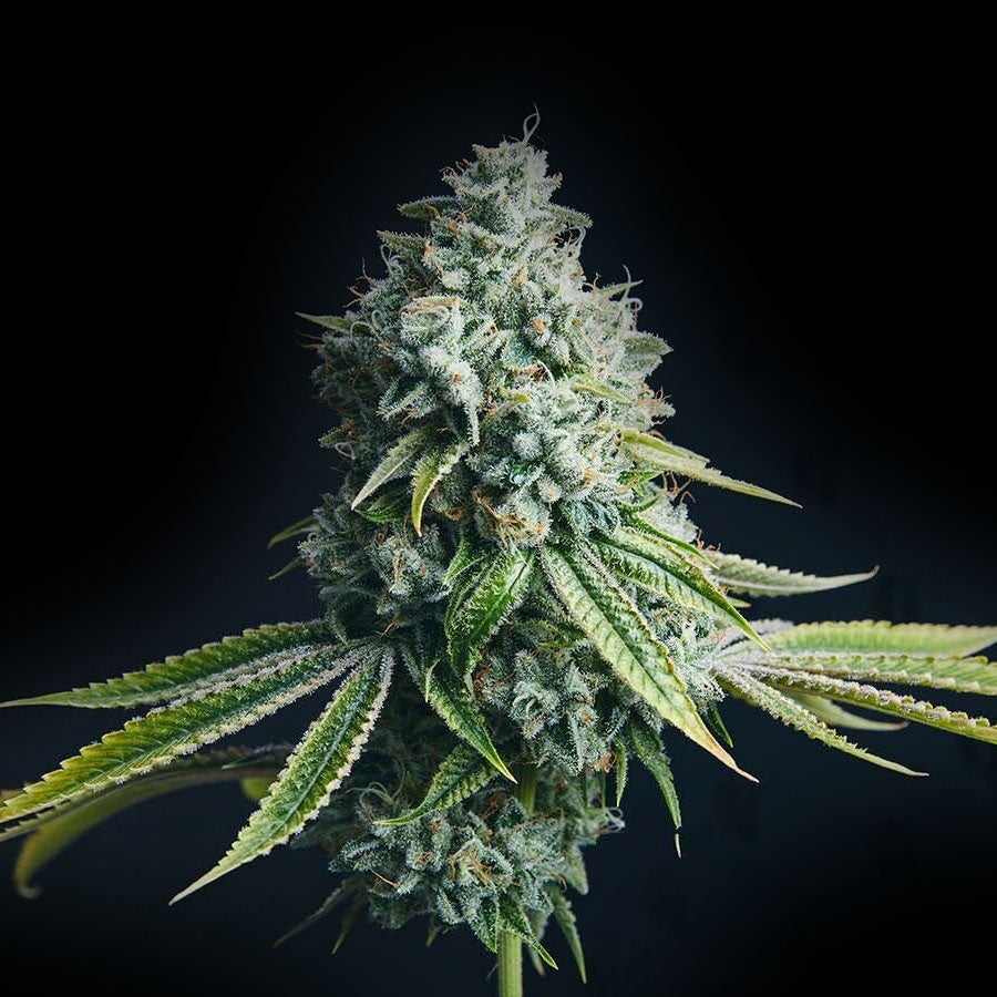 Lemon Cherry Gelato