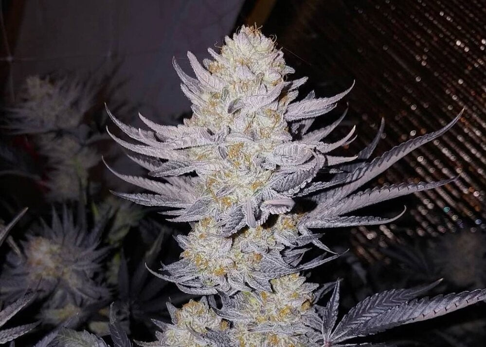 Hindu Zkittlez